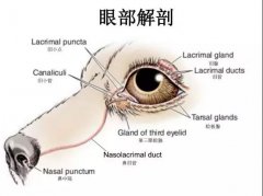 狗狗眼里常含淚水，是為愛感動嗎？